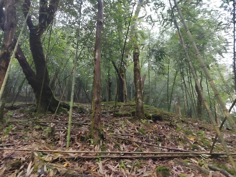 2024年南川金佛金佛寺原始林观测场土壤理化指标数据集