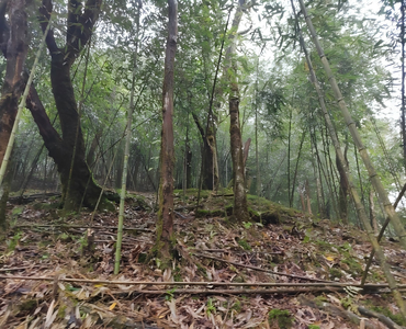 2024年南川金佛金佛寺原始林观测场土壤理化指标数据集